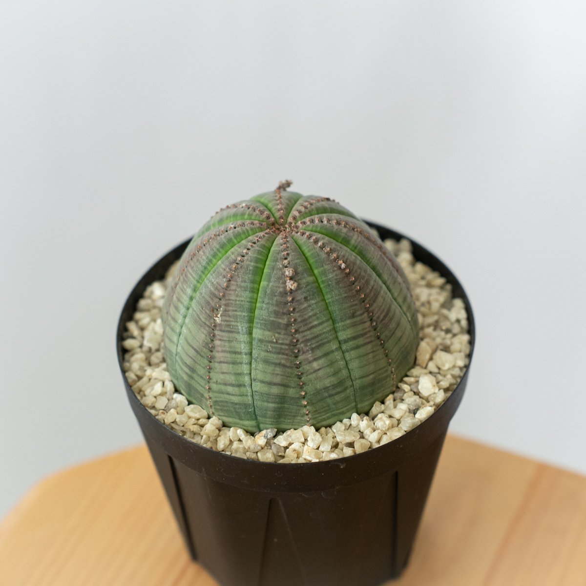 ユーフォルビア オベサ 美株 雄株 オス株 実生 Euphorbia obesa 多肉