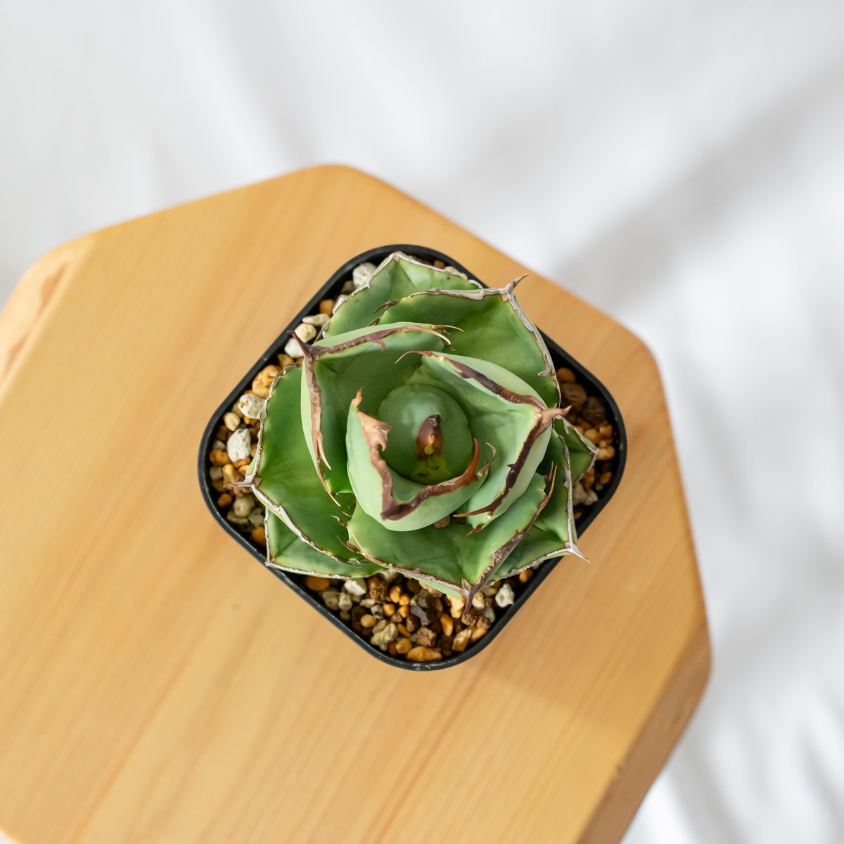 多肉植物アガベ チタノタ ジャガーノート純血子株 10株，海王子株 15株 同梱 アガベ チタノタ 純血ジャガーノート 美株 OC株【発根管理中