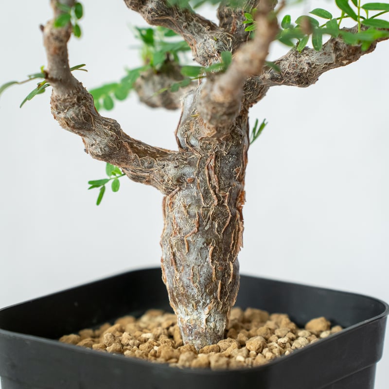 センナ メリディオナリス Senna Meridionalis コーデックス 塊根植物