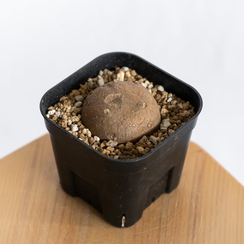 ステファニア エレクタ【発根管理中】Stephania erecta 塊根植物