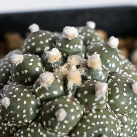 アストロフィツム 亀甲兜 Astrophytum 実生 多肉植物 サボテン 珍奇植物 静岡 ANTIDOTE 通販 S1240