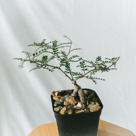 P71 オペルクリカリア パキプス チャレンジ株 コーデックス ベアルート