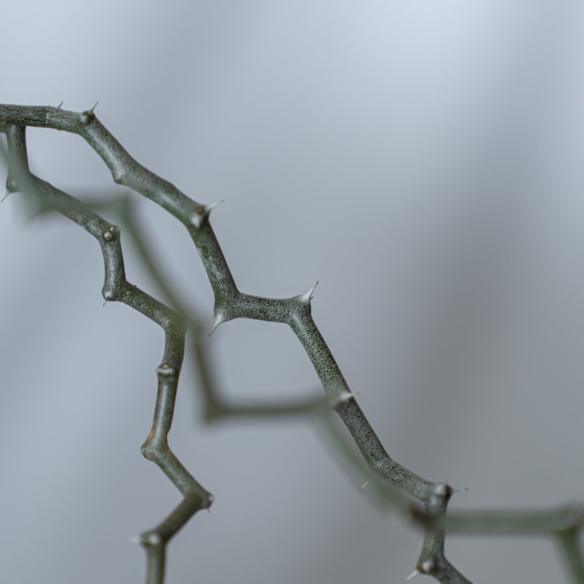 サマーセール！発根済 デカリア マダガスカリエンシス 塊根 ジグザグの木 特大株 サマーセール！発根済 デカリア マダガスカリエンシス 塊根