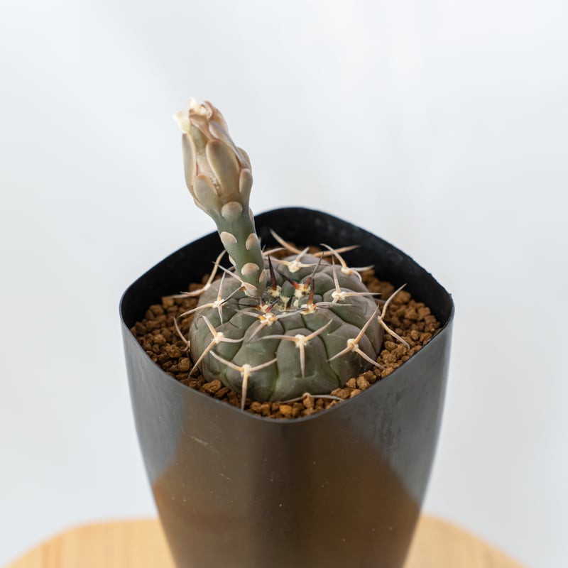 【SUMMERセール】ギムノカリキウム　武勲丸　バリスピナム　現地球カキコ　希少 ギムノカリキウム バリスピナム 武勲丸 実生 Gymnocalycium