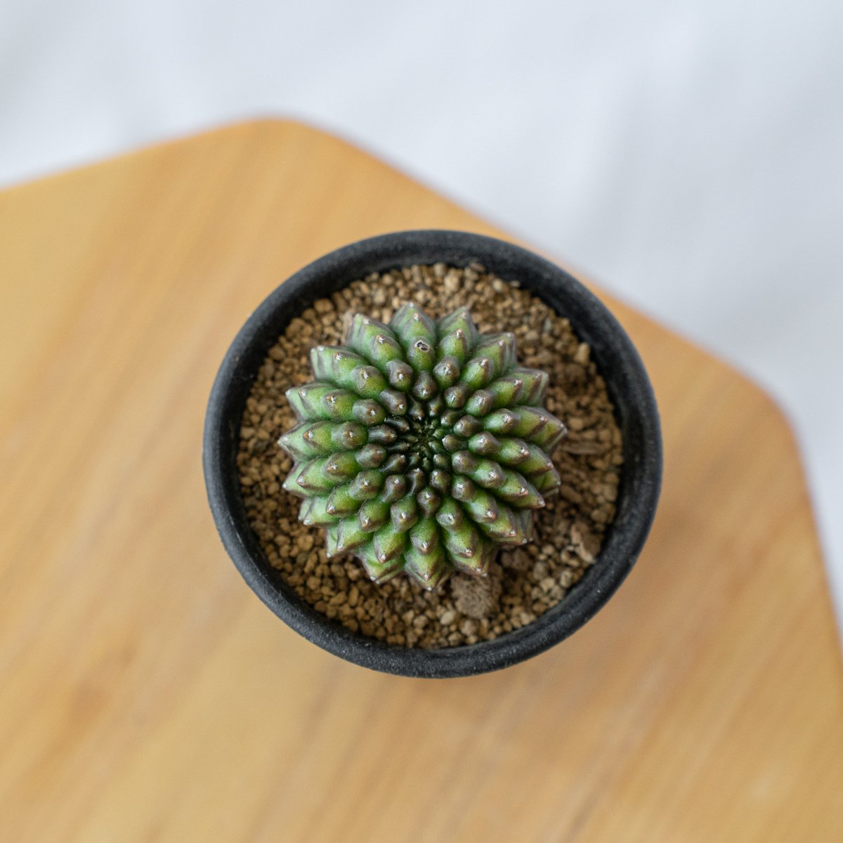 ギムノカリキウム 牡丹玉 石化 Gymnocalycium mihanovichii サボテン