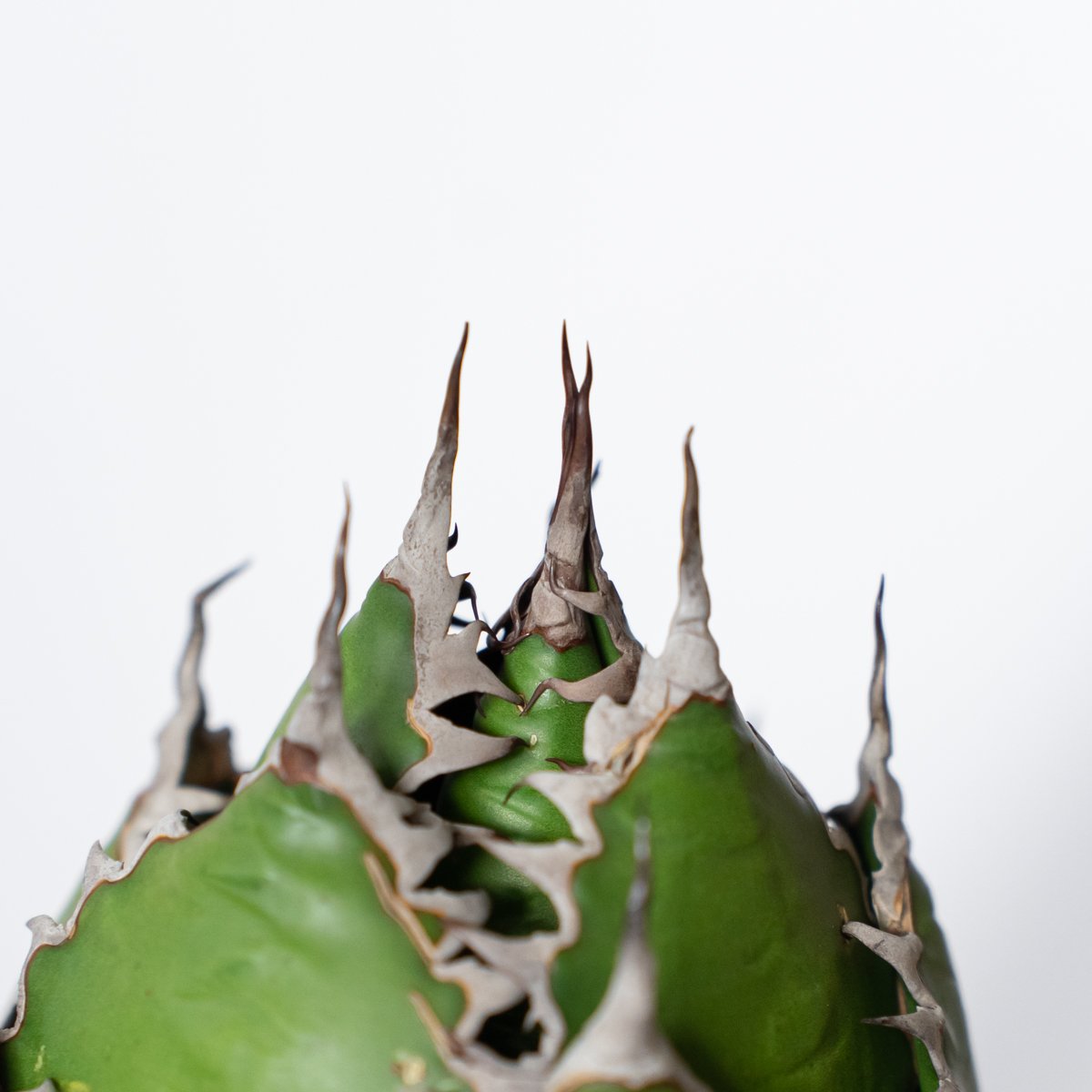 アガベ ホリダ 美株 【発根管理中】OC株 Agave horrida 多肉植物 珍奇