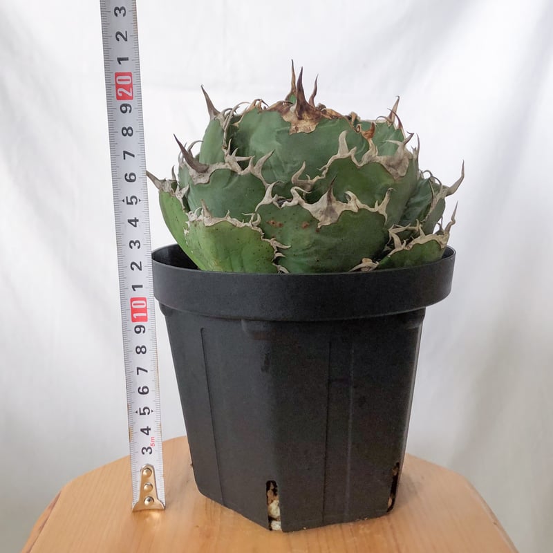 アガベ チタノタ 白鯨 特大株 【発根管理中】OC株 Agave titanota White