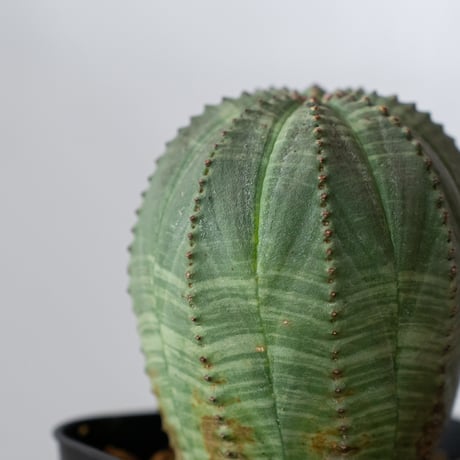 ユーフォルビア オベサ 実生 Euphorbia obesa 多肉植物 珍奇植物 静岡 ANTIDOTE 通販 S1431