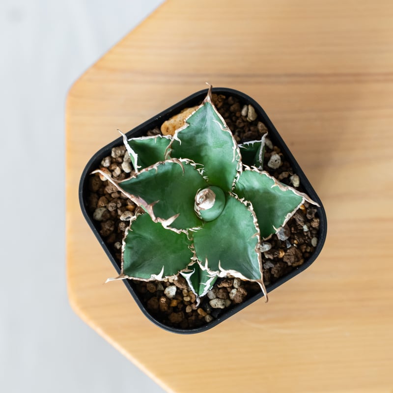 緑幽霊 中株 アガベオテロイ チタノタ アガベ チタノタ 緑幽霊 / GG-03 | アガベ専門店 モンスターハウス