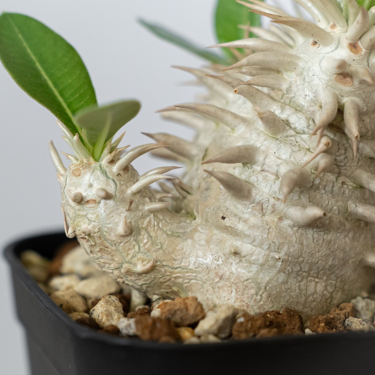 パキポディウム エブレネウム 実生 Pachypodium eburneum 塊根植物