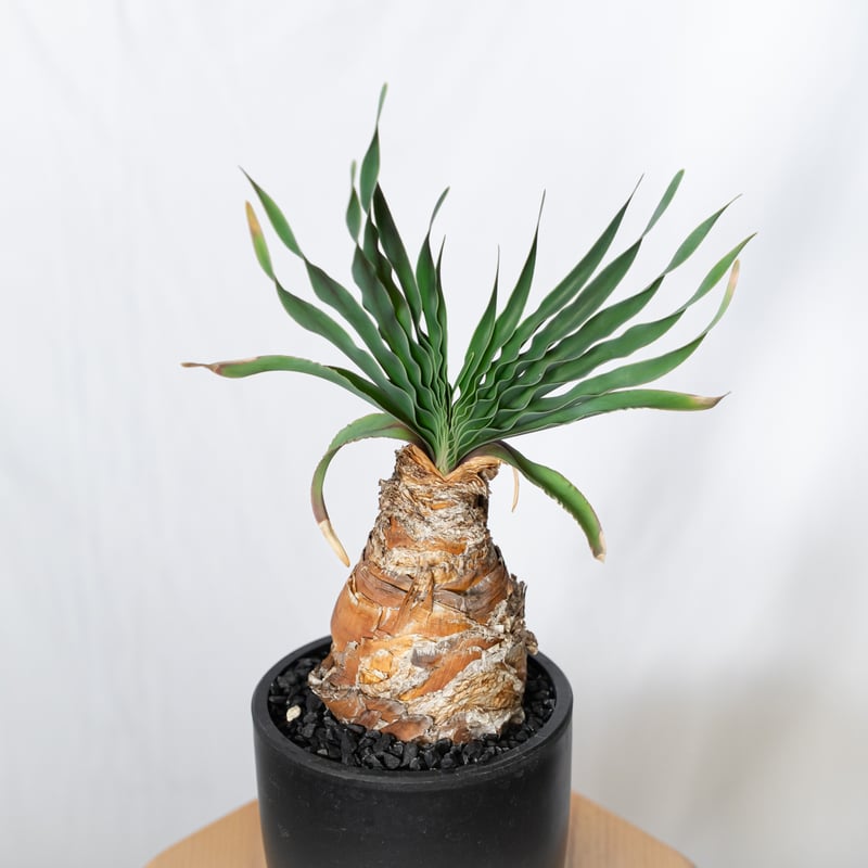 ブーファン ディスティチャ 実生 Boophane disticha 多肉植物 珍奇植物