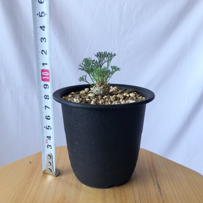 モンソニア ペニクリナム Monsonia peniculinum サルコカウロン
