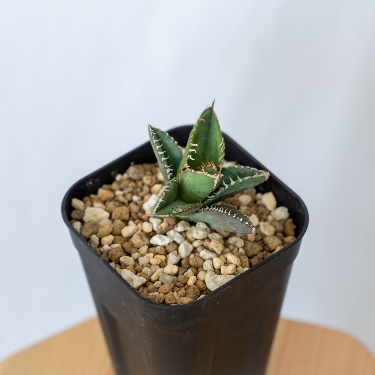 アガベ チタノタ 鬣蜥 イグアナ TC株 Agave titanota 多肉植物 珍奇