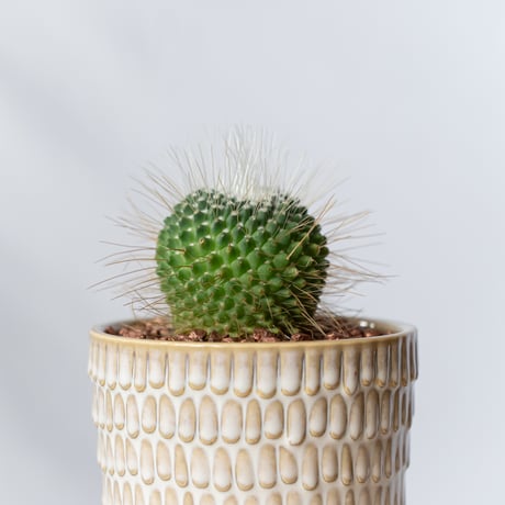 マミラリア ピコ 鉢セット Mammillaria spinosissima pico サボテン 多肉植物 観葉植物 静岡 ANTIDOTE 通販 S1341