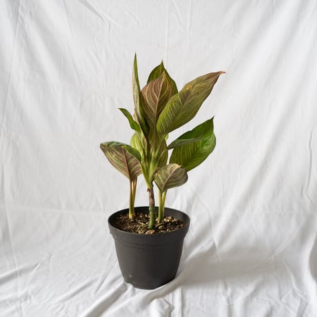 アグラオネマ レッドアーミー aglaonema 観葉植物 静岡 ANTIDOTE 通販 S４０
