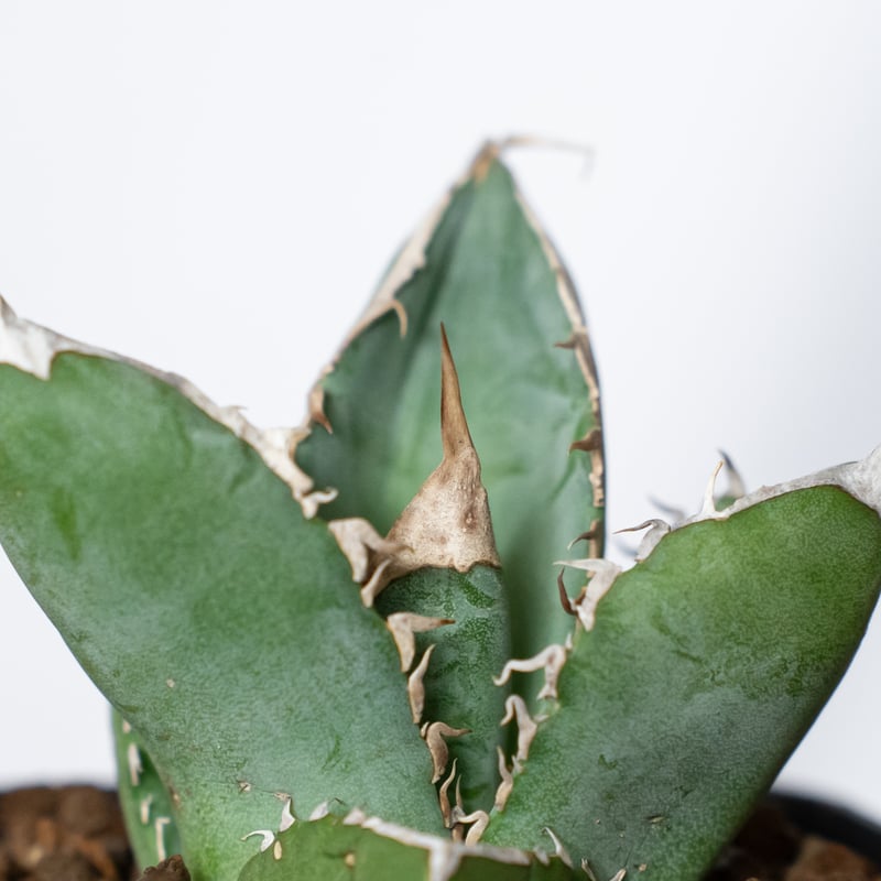 アガベ チタノタ 大白鯊 ホオジロザメ 【発根管理中】TC株 Agave