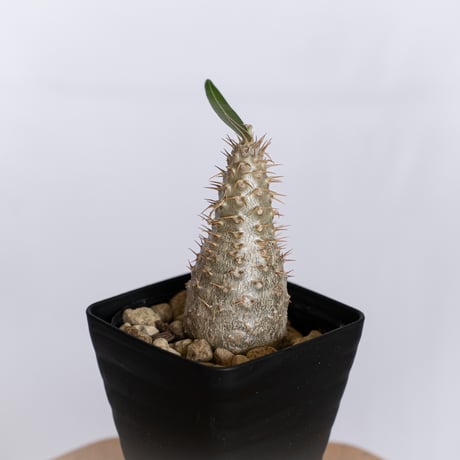 パキポディウム グラキリス 実生 pachypodhium Gracilius 塊根植物 コーデックス 多肉植物 珍奇植物 静岡 ANTIDOTE 通販 S1261