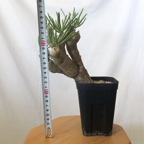 チレコドン ルブロベノーサス Tylecodon rubrovenosus コーデックス 塊根植物 珍奇植物 静岡 ANTIDOTE 通販 S836