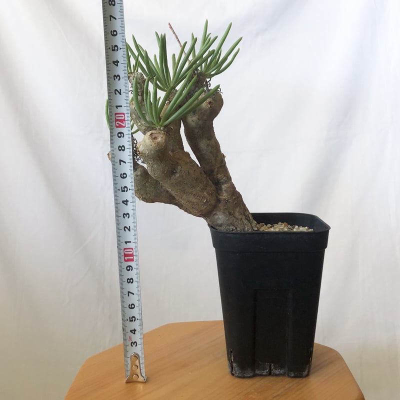 チレコドン ルブロベノーサス Tylecodon rubrovenosus コーデックス