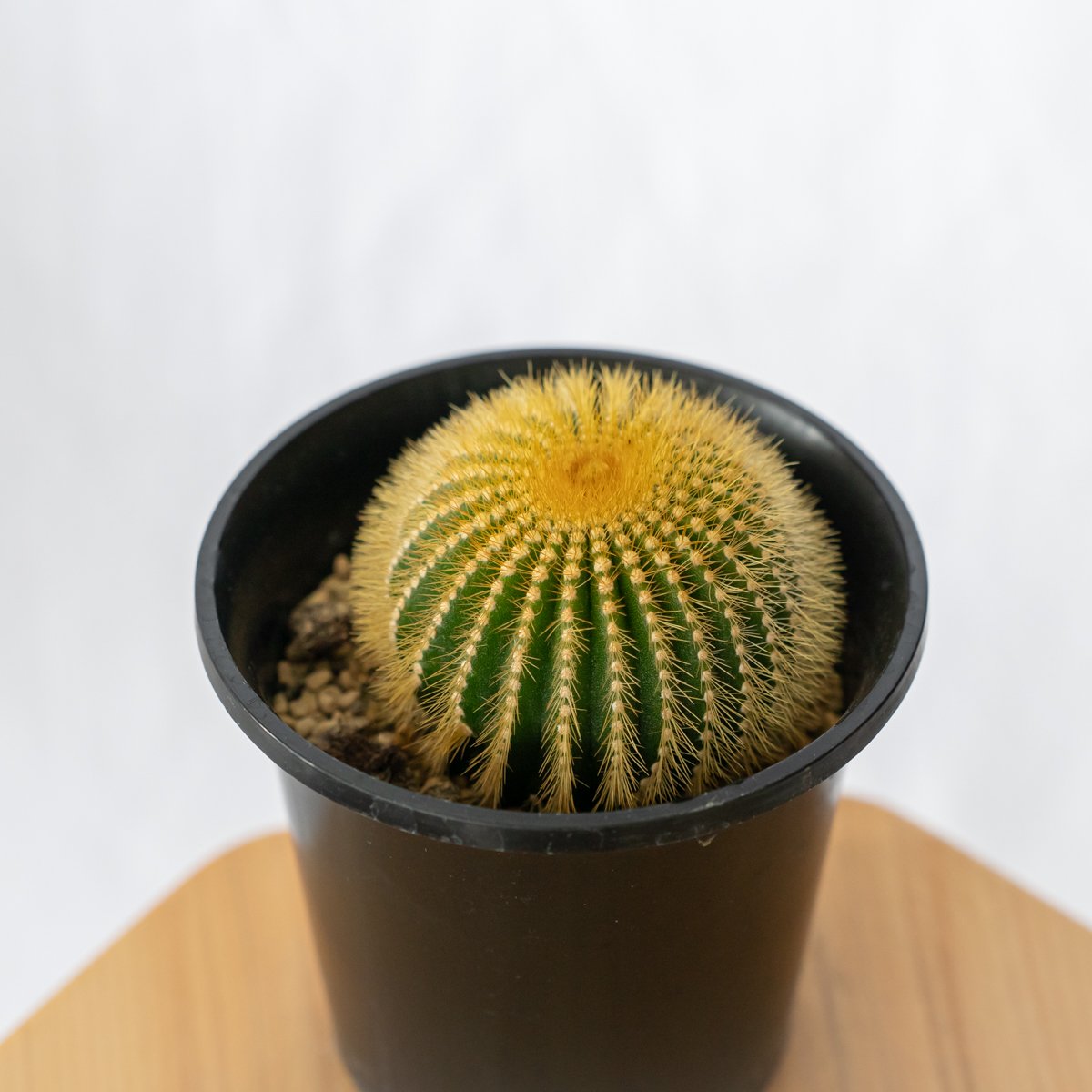 ユーベルマニア エリオカクトイデス 実生 Uebelmannia pectinifera v.