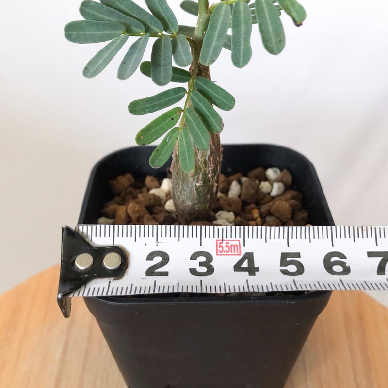 センナ メリディオナリス 実生 Senna Meridionalis 灌木コーデックス