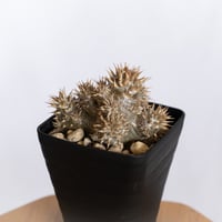 パキポディウム デンシフローラム 実生 シバ女王の玉櫛 Pachypodium densiflorum 塊根植物 コーデックス 多肉植物 珍奇植物 静岡 ANTIDOTE 通販 S1266