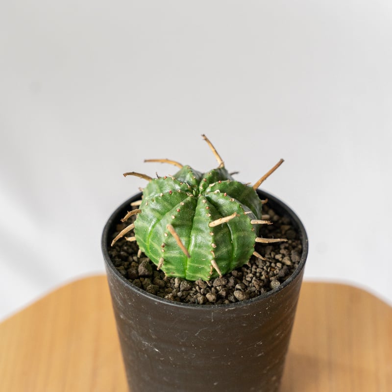 ユーフォルビア バリダ Euphorbia Valida 多肉植物 珍奇植物 ANTIDOTE