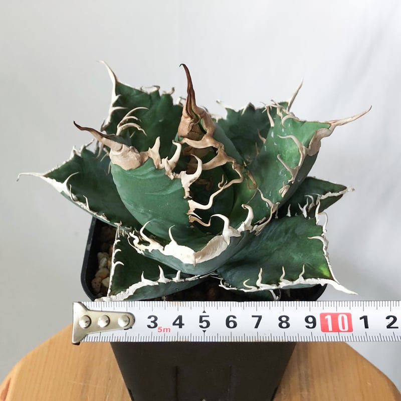 アガベ チタノタ 悪魔くん【発根管理中】TC株 Agave titanota Bakemono