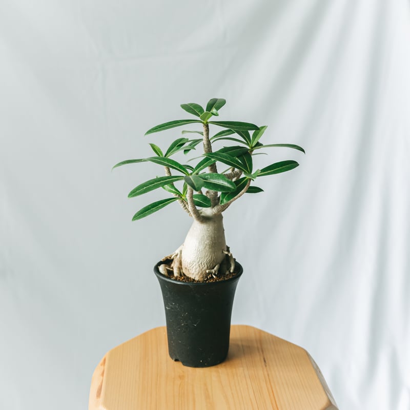 アデニウム アラビカム 発根済 Adenium arabicum 塊根植物