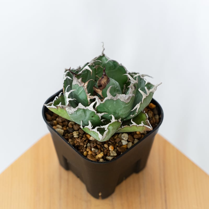 美株】アガベ チタノタ 白鯨 中株 【公式通販】