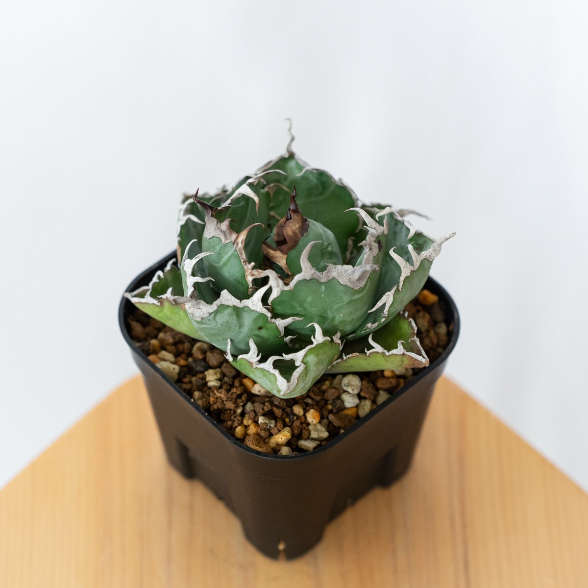 アガベ チタノタ 白鯨 美株 OC株【発根管理中】Agave titanota White W