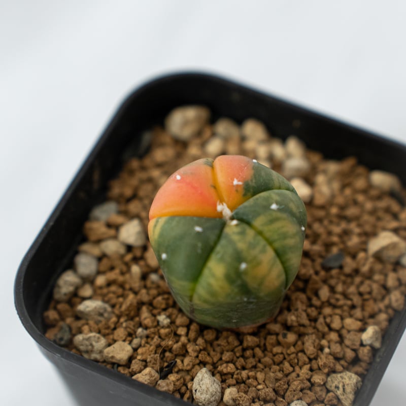 アストロフィツム 瑠璃兜錦 赤斑 Astrophytum asterias 多肉植物