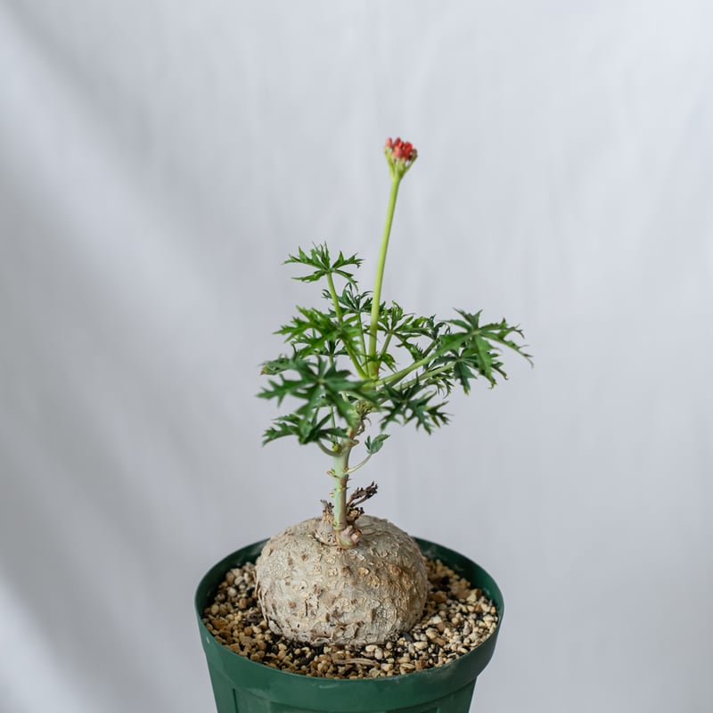 ヤトロファ カタルティカ 錦珊瑚 Jatropha cathartica ベルランディ