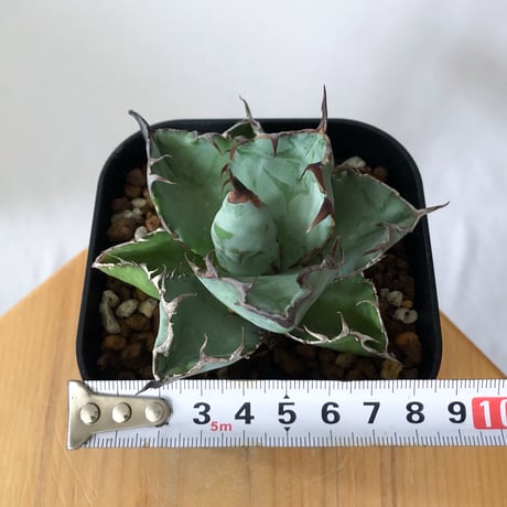 アガベ チタノタ ブラックアンドブルー BB  OC株【発根管理中】Agave titanota Black & Blue 多肉植物 珍奇植物 静岡 ANTIDOTE 通販 S1443