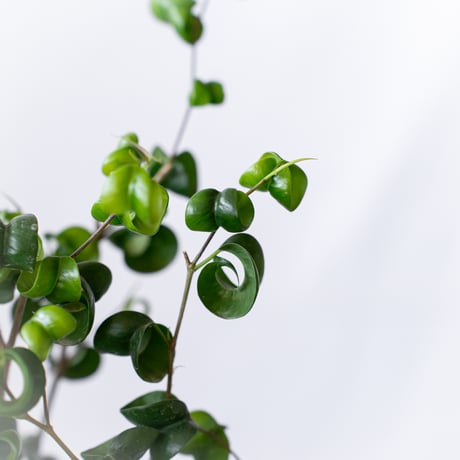ベンジャミン バロック Ficus benjamina barok 観葉植物 インテリアグリーン 静岡 ANTIDOTE 通販 S1189