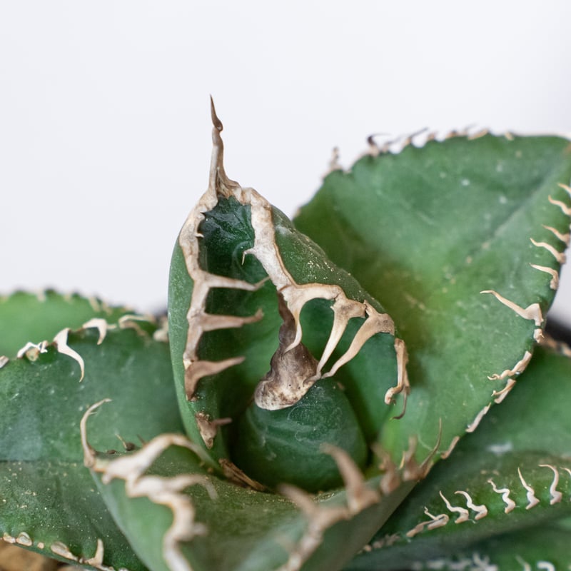 アガベ　チタノタ　悪魔くん‼️ アガベ チタノタ 悪魔くん/スーパーチタノタ/bakemono（発根済TC