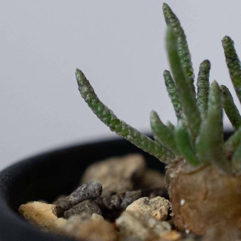 稀少・赤花】1 うつぼ錦 アボニア クイナリア コーデックス 冬型 塊根