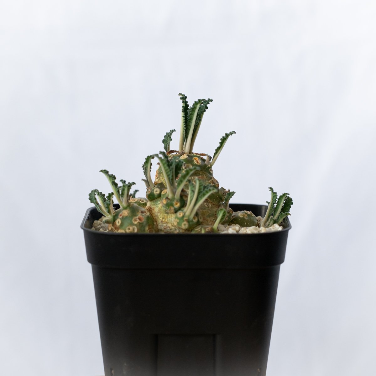 ドルステニア　ラブラニー　大株　美株 ドルステニア ラブラニー 美株 実生(輸入) Dorstenia Dorstenia lavr