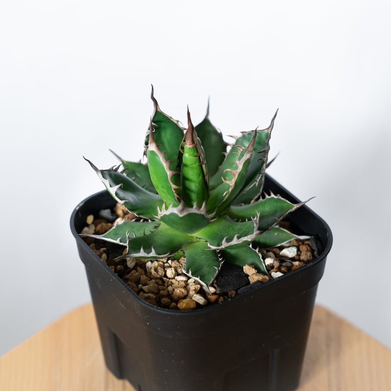 アガベ 姫ホリダ OC株 ベアルート Agave horrida 多肉植物 珍奇植物