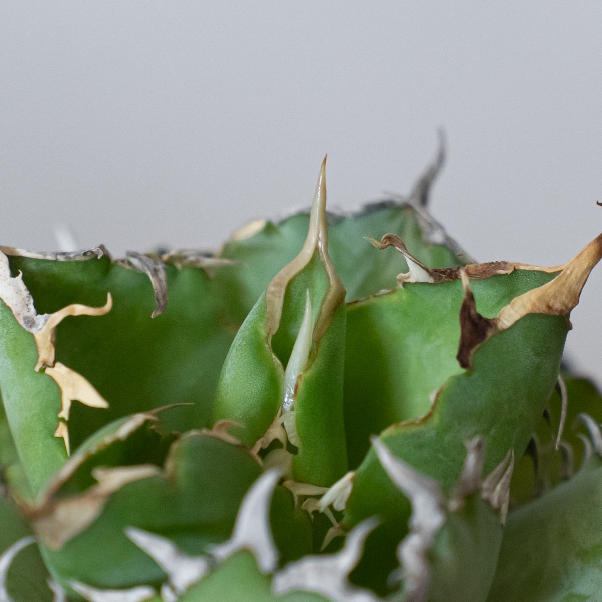 アガベ チタノタ フィリグリー OC株 agave titanota filigree 多肉植