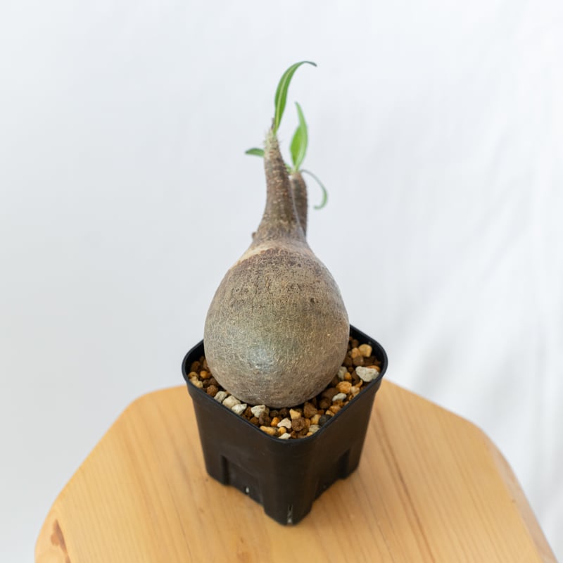パキポディウム グラキリス 現地球 pachypodhium Gracilius 塊根植物 コ