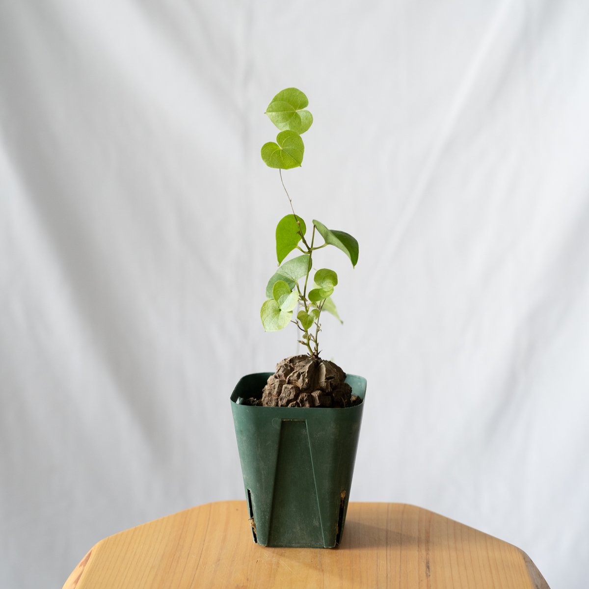 亀甲竜 ディオスコレア・エレファンティペス Dioscorea elephantipes
