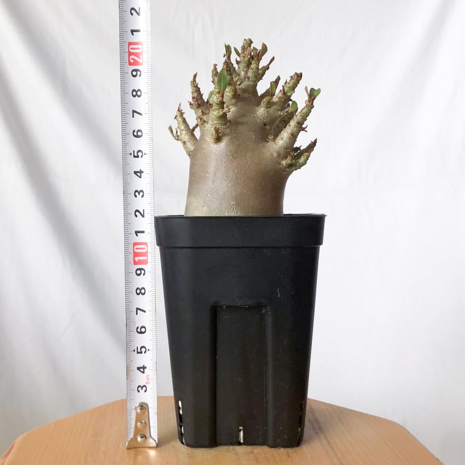 69fc1c798ea9bd34ff6fa2e7
