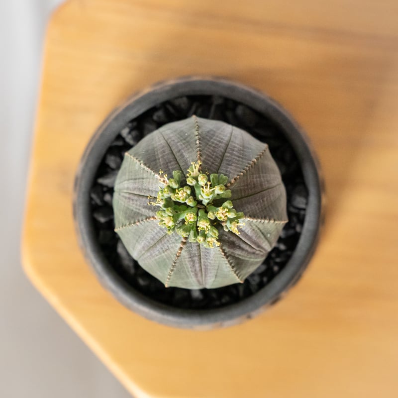 ユーフォルビア オベサ 鉢セット オス株 雄株 美株 Euphorbia obesa