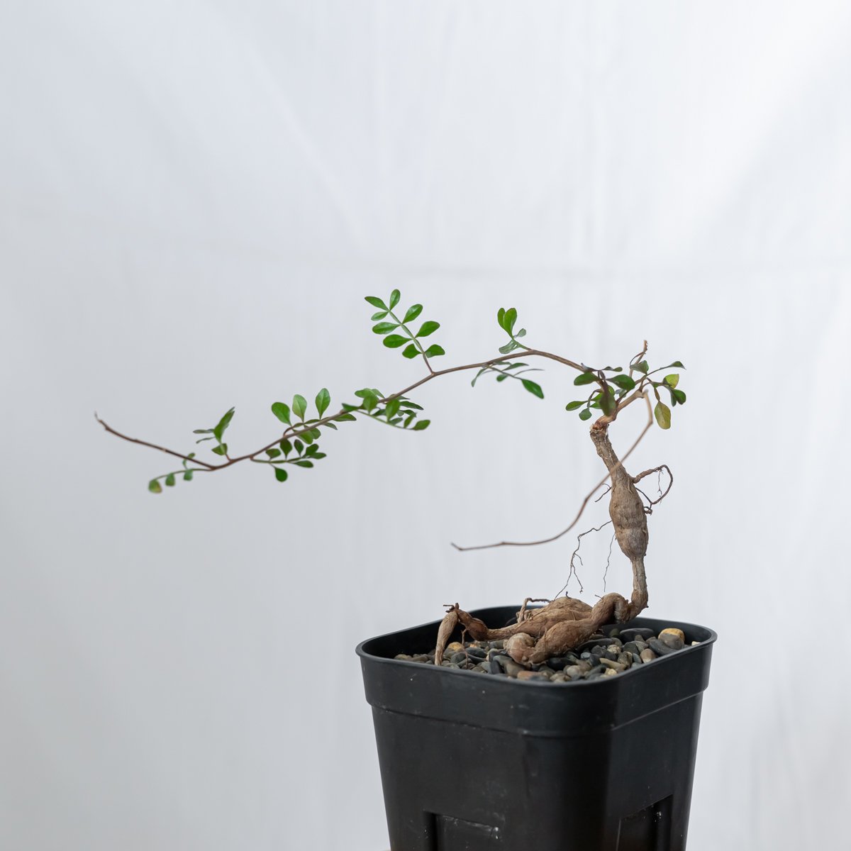 オペルクリカリア パキプス Operculicarya pachypus 実生 塊根植物 多肉