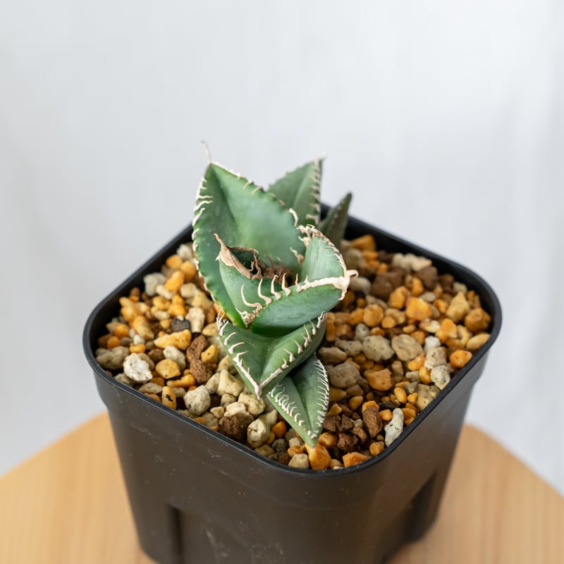 中小株 アガベ スーパーチタノタ(悪魔くん) 中小株 アガベ スーパーチタノタ(悪魔くん) Amazon.co.jp