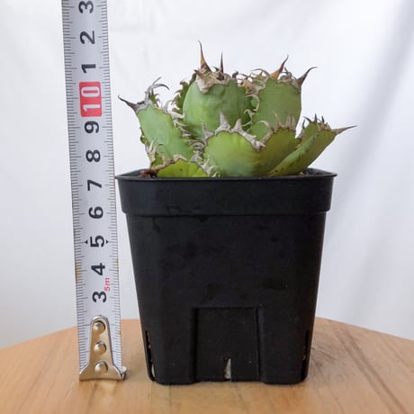 アガベ チタノタ フィリグリー OC株 agave titanota filigree 多肉植物 珍奇植物 静岡 ANTIDOTE 通販 S1062