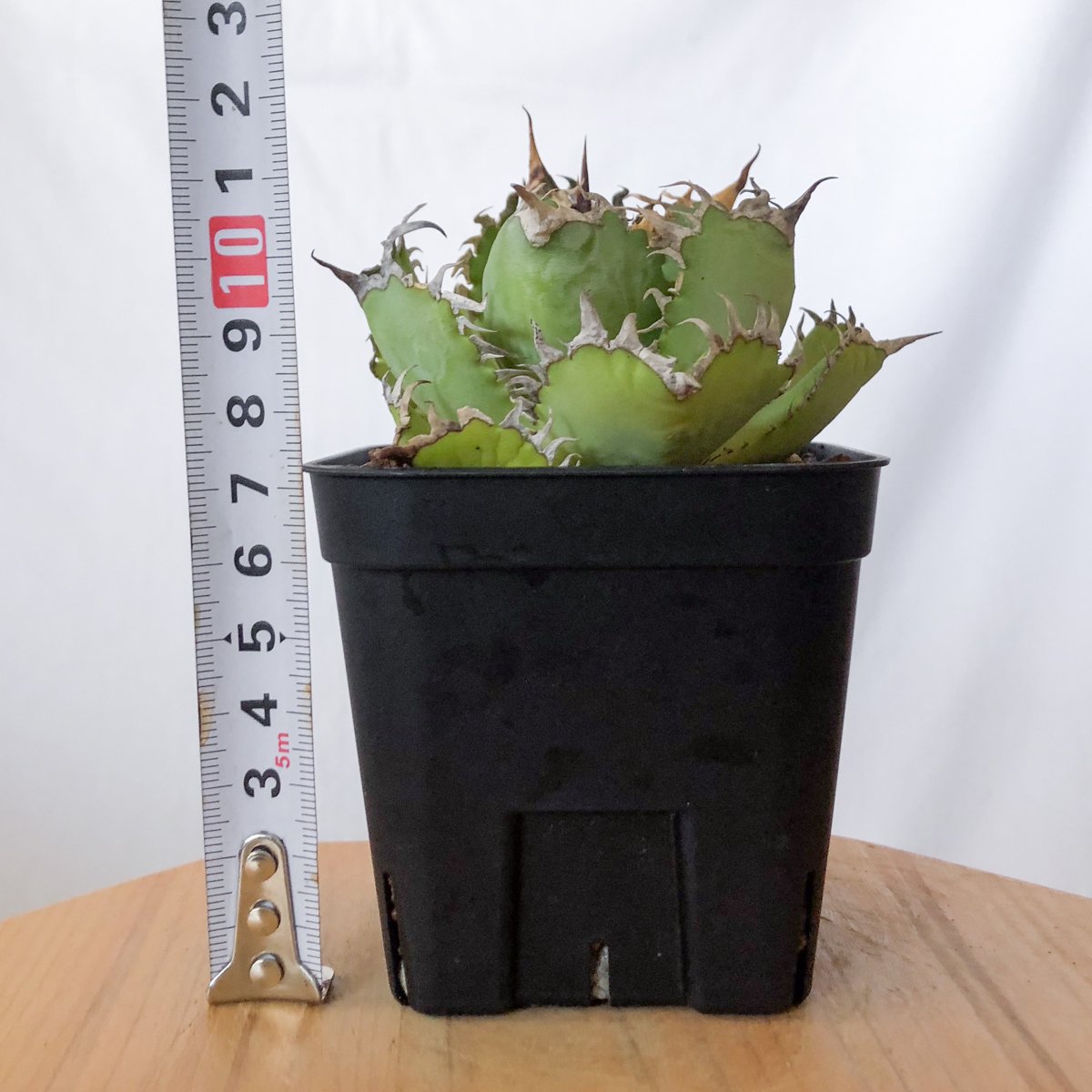 アガベ チタノタ フィリグリー OC株 agave titanota filigree 多肉植