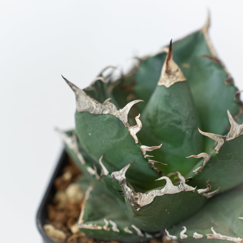 アガベ チタノタ 南アフリカダイヤモンド 美株【発根管理中】TC株