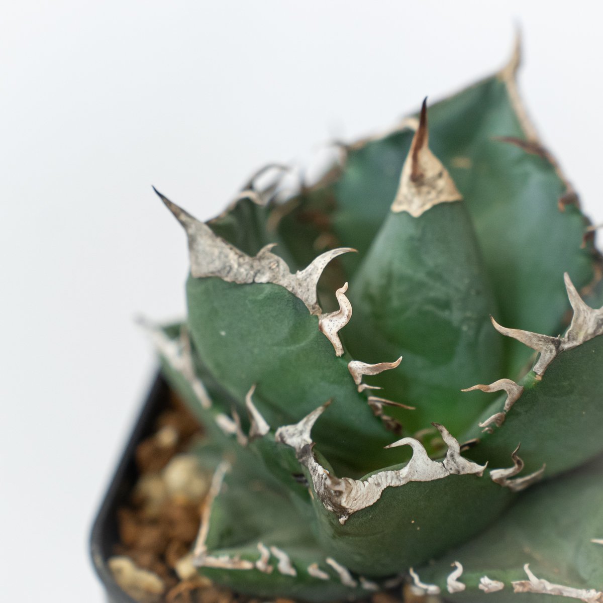 アガベ チタノタ 南アフリカダイヤモンド 美株【発根管理中】TC株